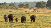 Minneriya National Park Entrance Ticket with Private Safari