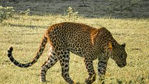 Yala National Park Entrance Ticket with Private Safari