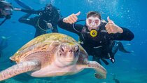 Discover Scuba Diving program: shore + boat dives