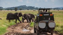 6-Day Best of Tanzania Wildlife Safari- Comfort