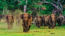 Udawalawe National Park Safari from Wadduwa