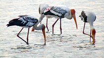Birdwatching in Jaffna Lagoon