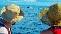 Whale Watching Boat Tour from Ahungalla