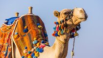 Camel Ride Along the Luxor West Bank
