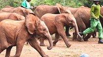 Nairobi Airport Layover : Tour Elephant Orphanage and Giraffe Center
