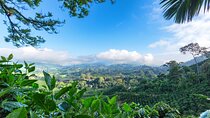 Full Day Tour of Cocora Valley, Salento, and Coffee Farm Tour (from Salento)