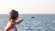 Whale Watching Yacht Tour from Mirissa