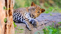 Yala National Park Leopard Safari