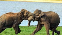 Udawalawe National Park Safari from Weligama