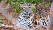 Yala National Park Safari from Weligama
