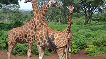 Giraffe Center and David Sheldrick Elephant Orphanage Day Tour from Nairobi