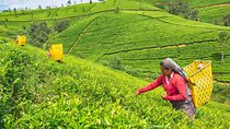Full Day Nuwara Eliya City Tour | From Kandy
