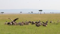 4-Day Safari to Ngorongoro crater and Serengeti
