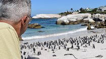Penguin Colony at Boulders Beach with a Conservationist w/ Admission add-on