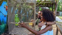 Rockland Bird Sanctuary plus Montego Bay Highlights & Shopping Private Tour 