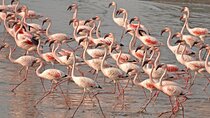 Lio Piccolo: Flamingos & Birdwatching Bike Tour in the Lagoon