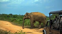 Udawalawe National Park Safari from Unawatuna