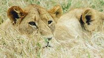 4 Days Tanzania Safari from Zanzibar itinerary