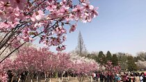Cherry Blossoms trip in Yuyuantan Park