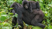 4-Day Private Tour in Bwindi Forest National Park