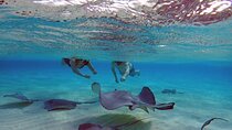 Stingray City, Coral Reef, StarFish Point & 7 Mile Beach