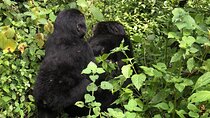 3 Day Gorilla Trek at Bwindi National Park via Kigali