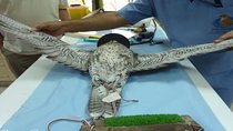 Experience Abu Dhabi Falcon Hospital Tour