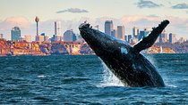 Whales of Sydney Sea Safari