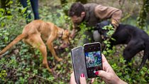 Truffle Hunting Experience and Tasting