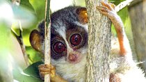 Loris Watching from Sinharaja Rainforest