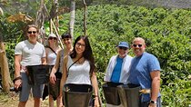 Private Day Tour of Jardín with Horseback Ride and Coffee Villa from Medellin