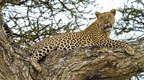 4 Day Tour to Lake Manyara, Ngorongoro Crater and Tarangire