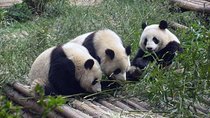 Chengdu Muslim Day Trip: Panda Breeding Base, Mosque, Wuhou Temple & Jinli