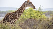 7 Day Taste of Namibia Lodging Safari