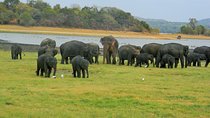 Minneriya National Park Safari | Jeep with Tickets
