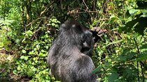 3 Day Gorilla Trekking Luxury Safari in Uganda