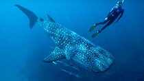 Swimming Expedition Whale Shark Departures from Cancun
