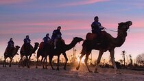 Sunset Camel Ride in the Palm Grove of Marrakech