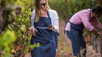 Private Casa Blanca Valley Wine Experience from Santiago