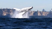 Taronga Zoo & Whale Watching Cruise Combo - Sydney Harbour