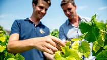 Private Champagne tour, family growers and lunch