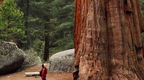 Giant Redwoods Tour Including a 5-Course Winery Lunch