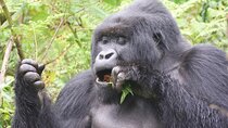 Private Gorilla Trekking Transfer from Kigali