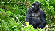 6-Day Private Uganda Primate Explorer 