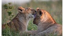  4 Days Masai Mara/Lake Nakuru Budget Safari
