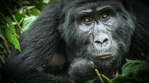 8-Day Private Trekking Tour in Uganda’s Forests