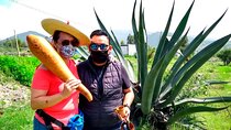 Tour de Pulque en Tepotzotlán, Pueblo Mágico