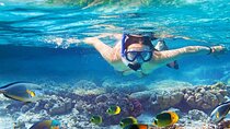 snorkeling trip at satayh dolphin reef from marsa alam