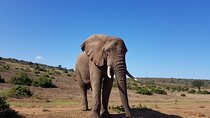 Private Half Day Addo Elephant National Park Safari