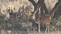 Rajasthan Wildlife Tour With Ranthambore, Bharatpur & Sariska